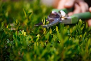 Seasonal Turf Care Tips