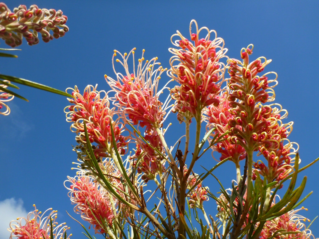 Grevillea