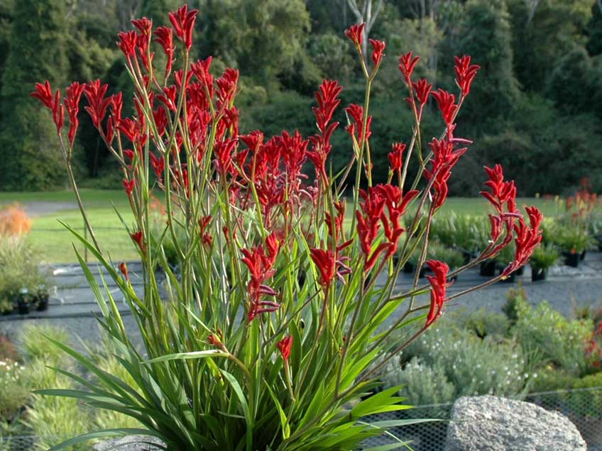 Kangaroo Paw